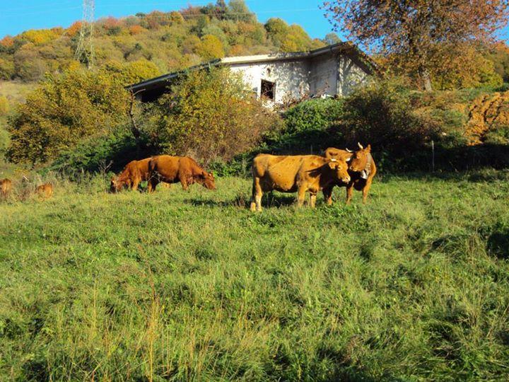 Agriturismo La Part San Zeno di Montagna Bagian luar foto